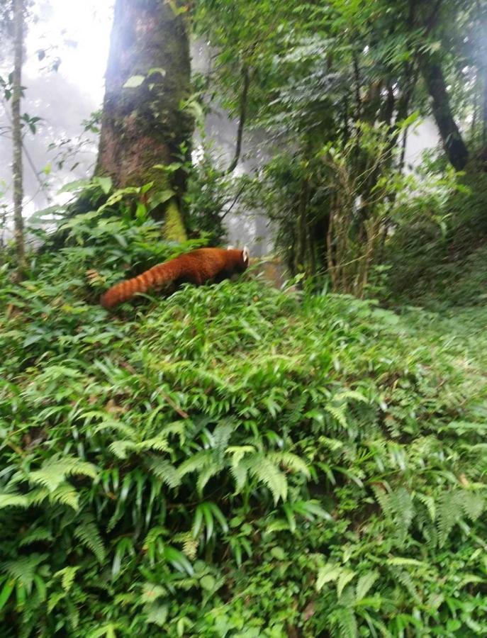 Lama Hotel - Cafe De Himalaya Lukla エクステリア 写真